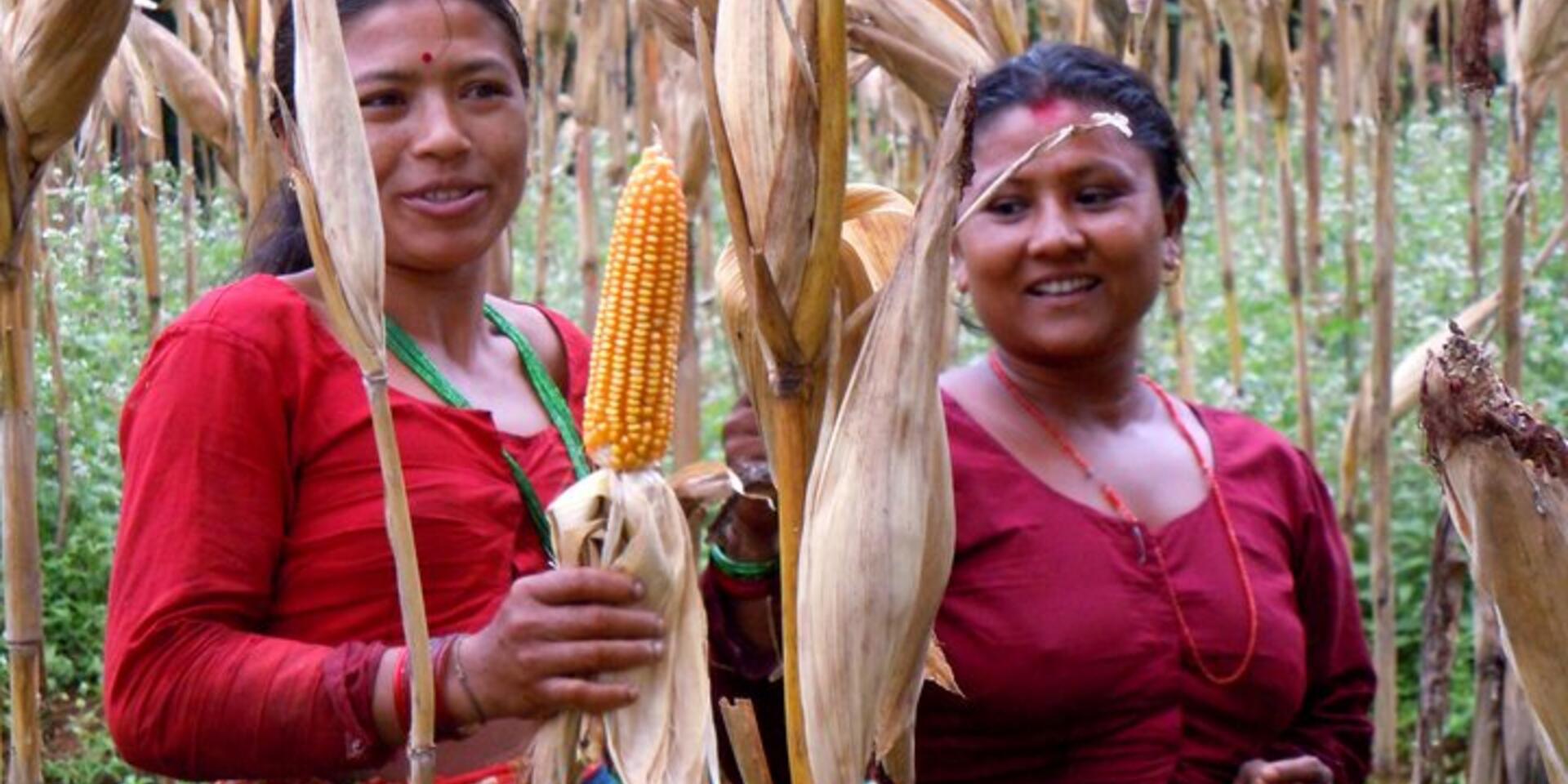 Life-changing Nepalese maize - an interview with one of the photo contest winners