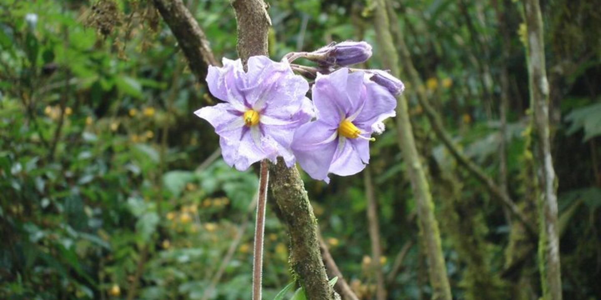 Conservation concerns for endemic potato species in Bolivia