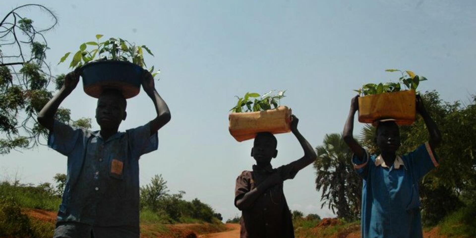 Filling in knowledge gaps for better management of forests and trees