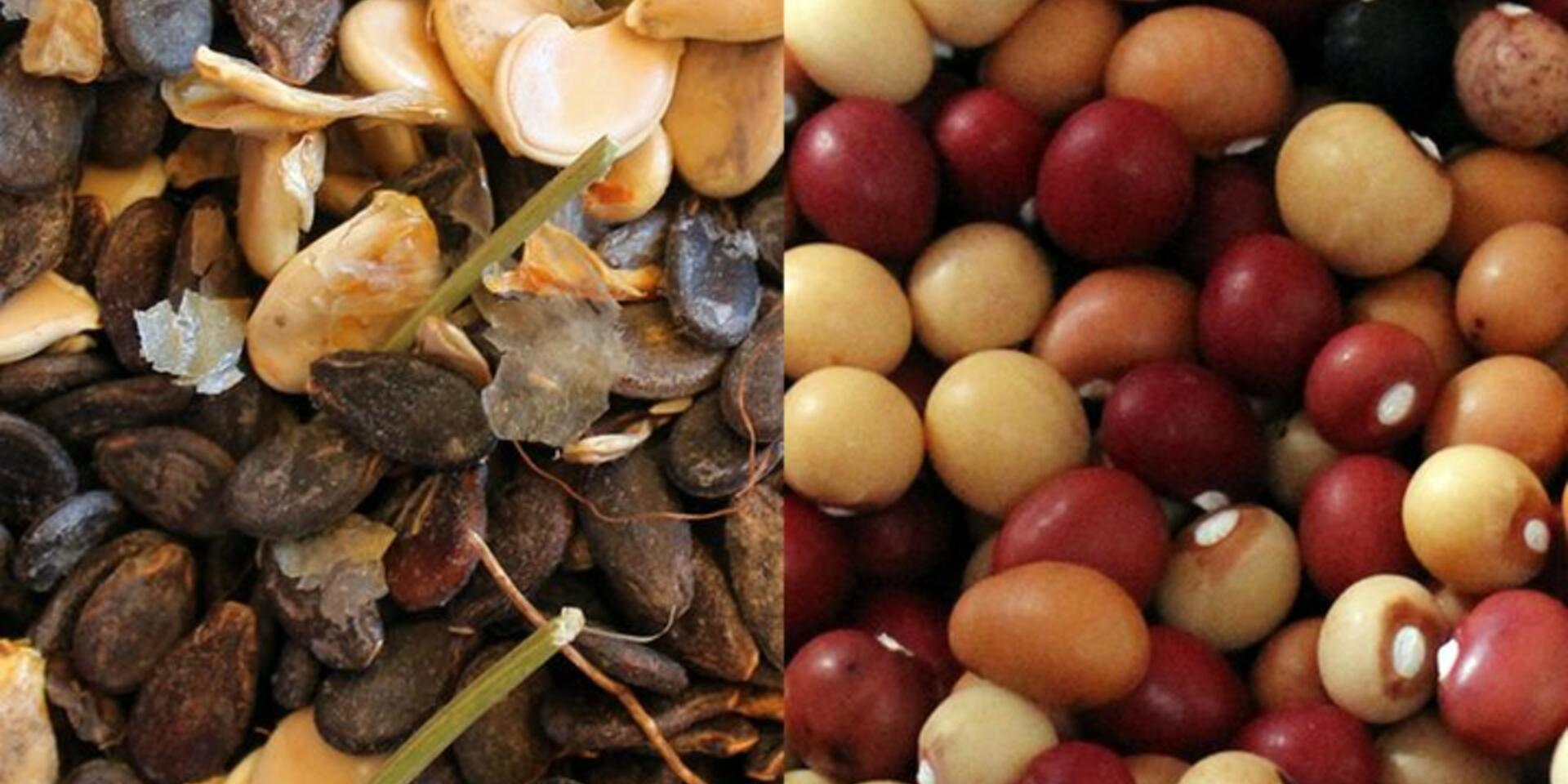A Seed Resource Box to help farmers adapt to climate change