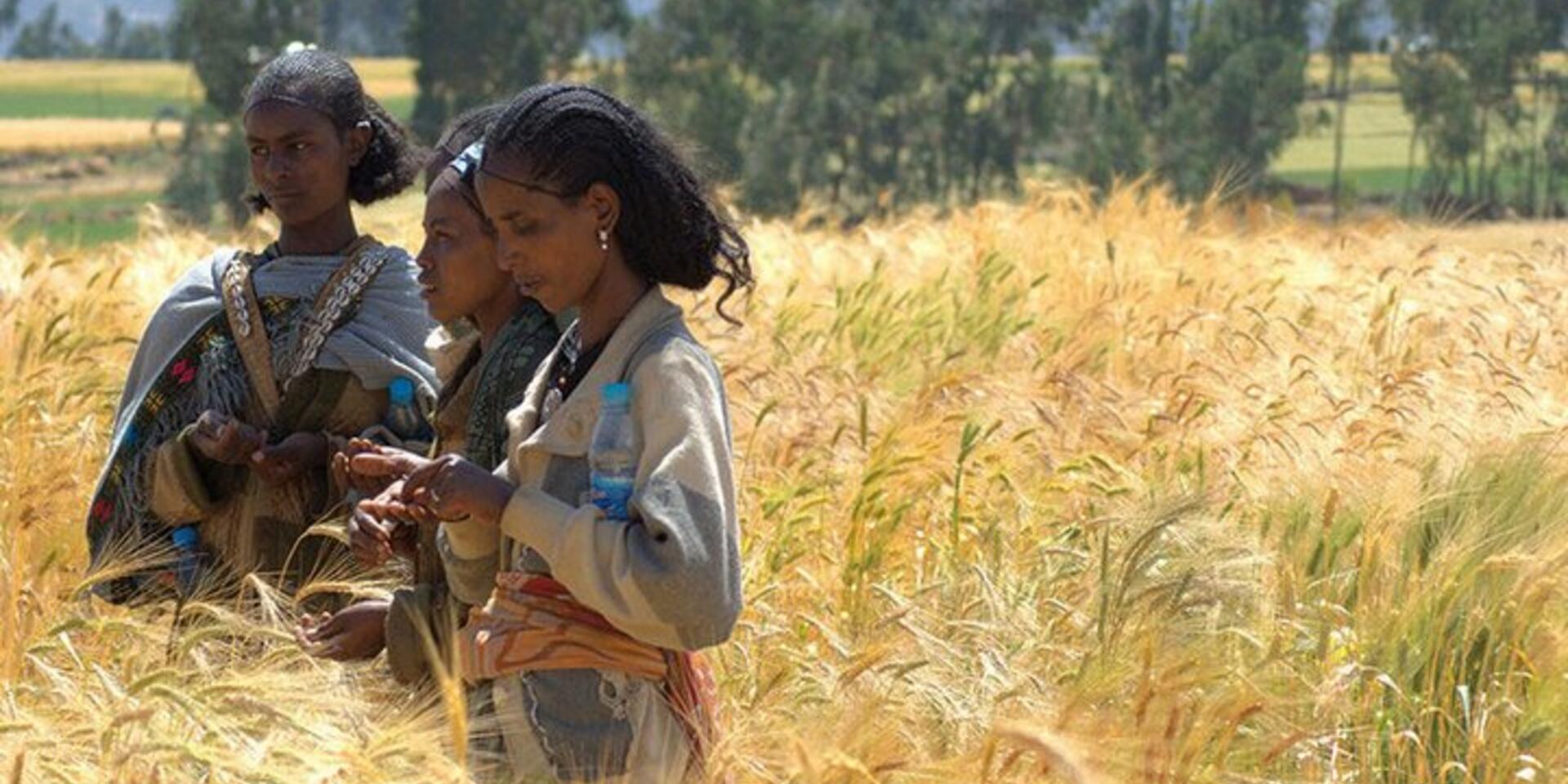 Ann Tutwiler writes for Rural 21 about agricultural biodiversity