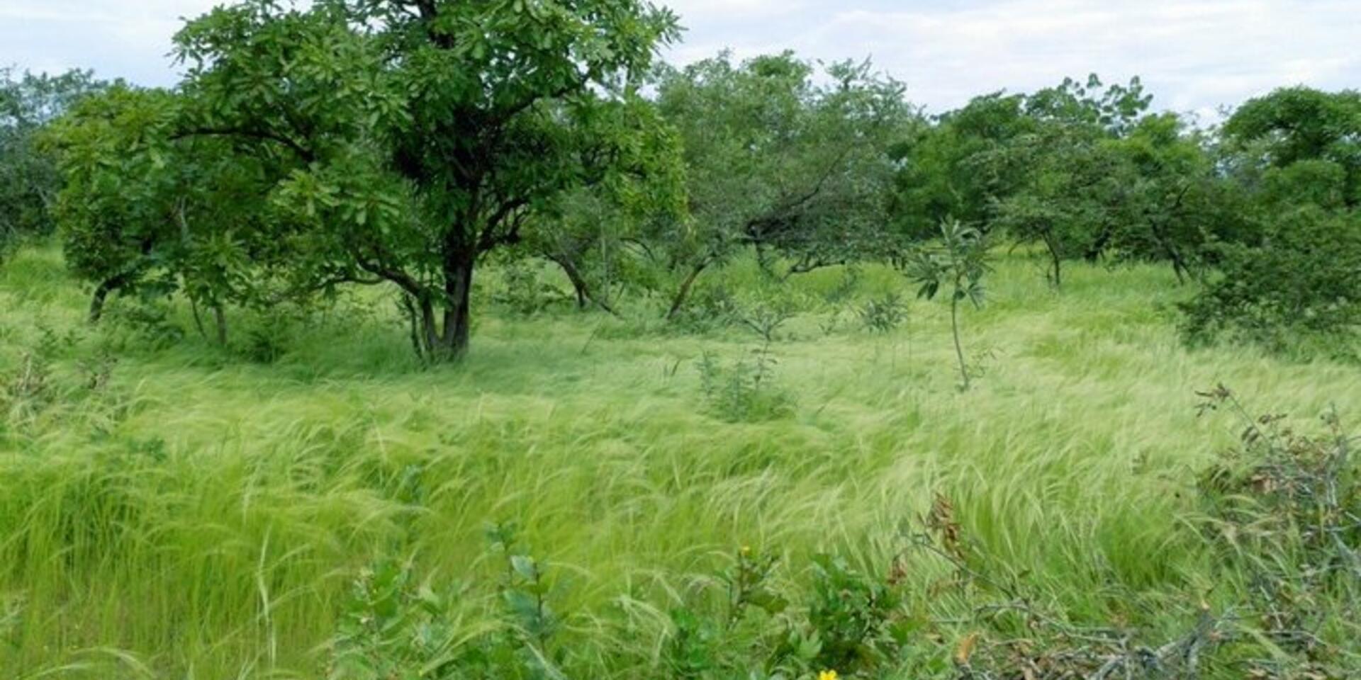A threat-mapping approach to guide conservation of food tree species in Burkina Faso