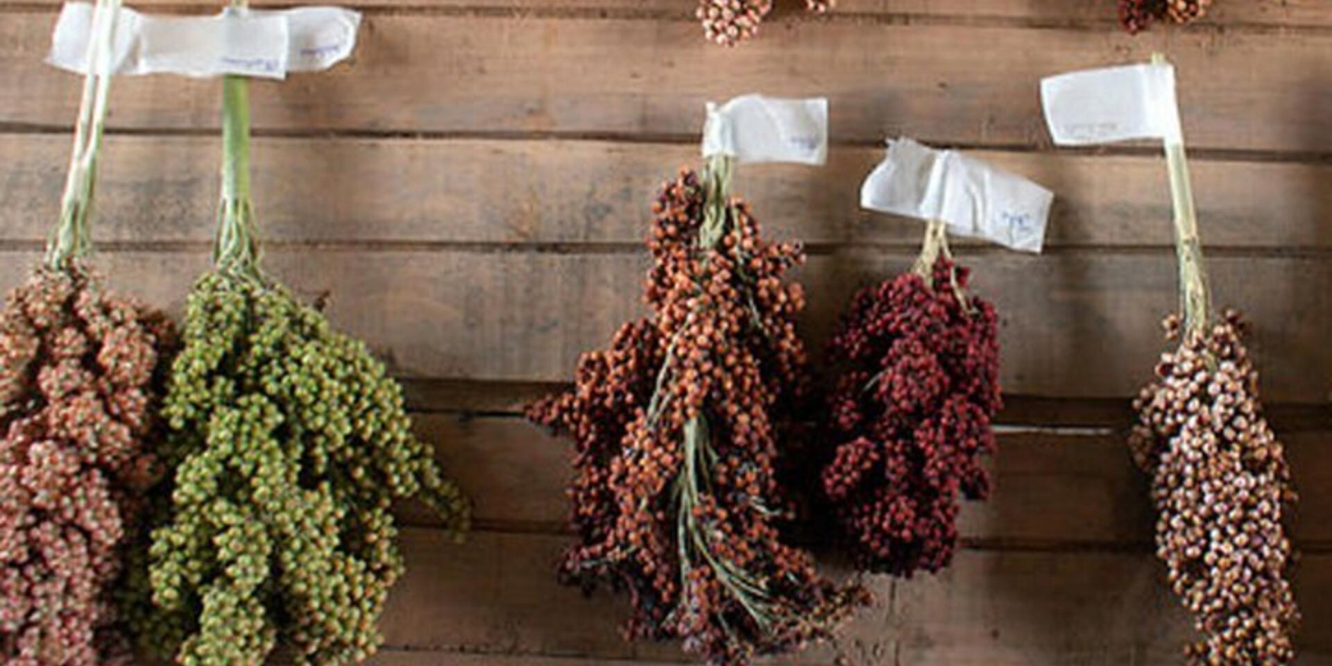 The first International Agrobiodiversity Congress calls for abstracts