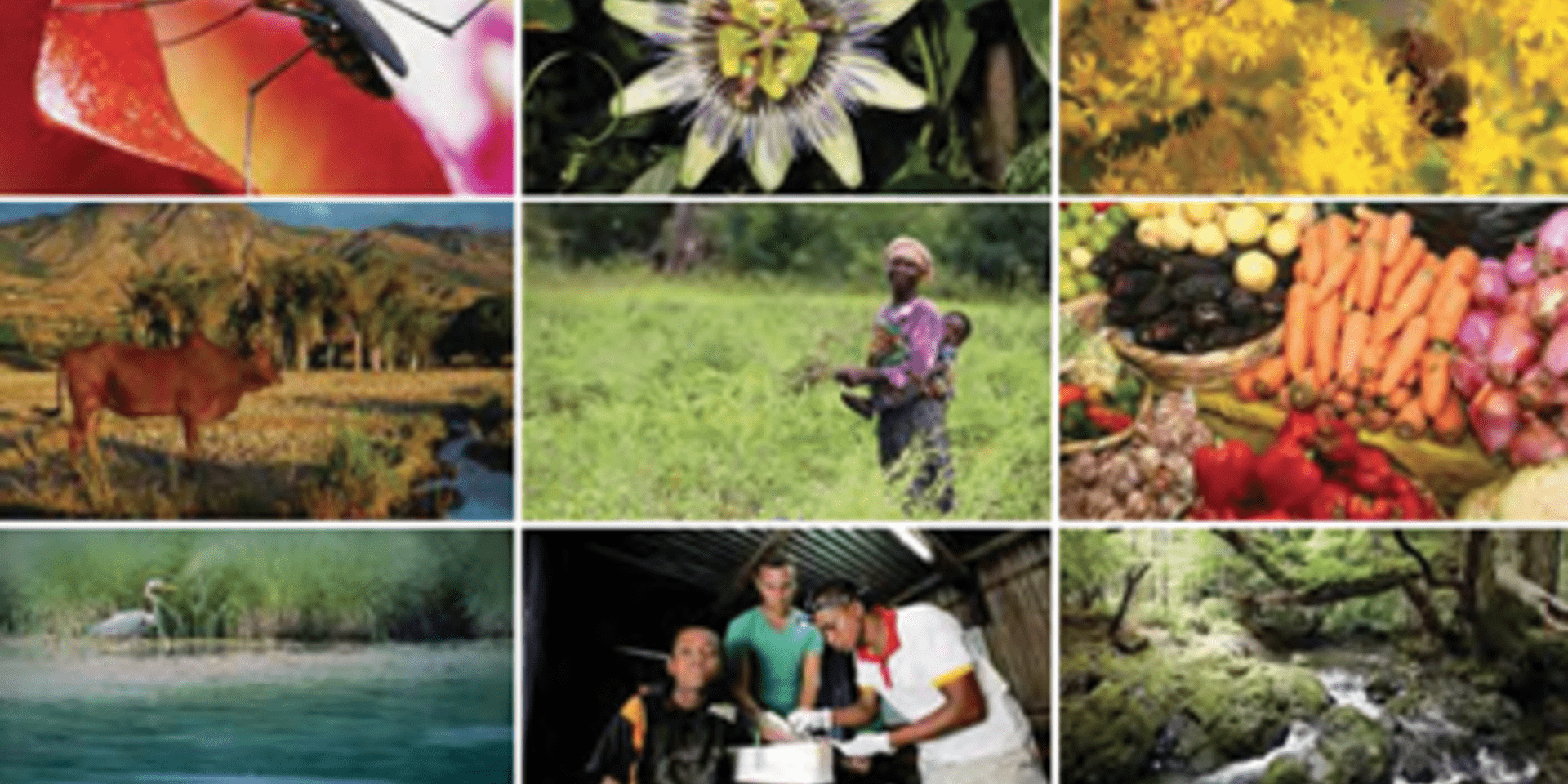 Not just any apricot in the fruit basket - Understanding the connections between agricultural biodiversity, human health and nutrition