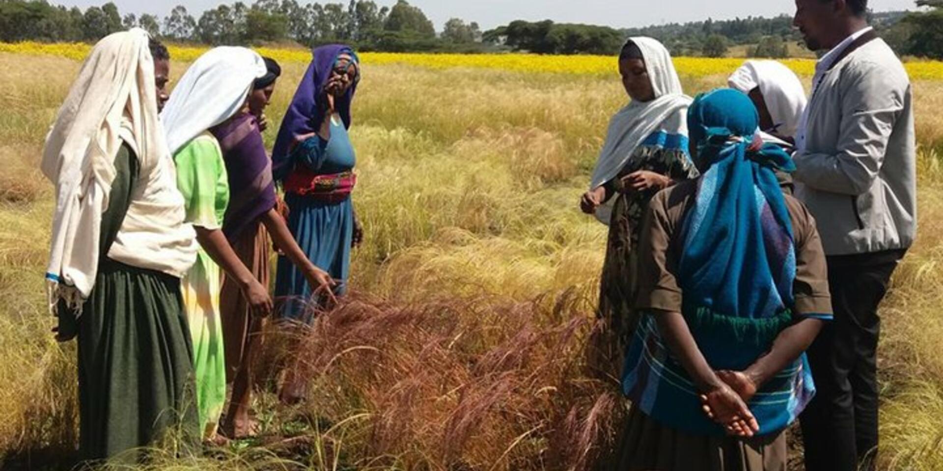 Cient&iacute;ficos develan los secretos del superalimento de Etiop&iacute;a, en una carrera por salvarlo del calentamiento global
