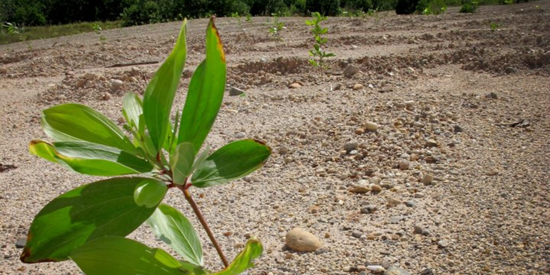It's time to politicize tree seed