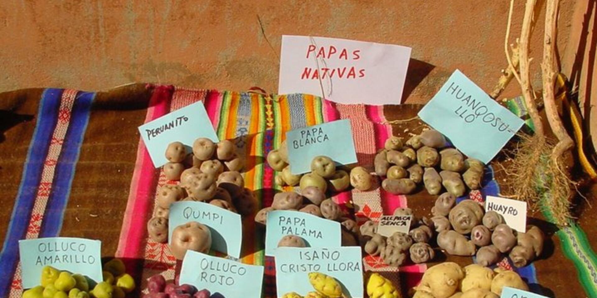 How is agrobiodiversity faring in Peru?