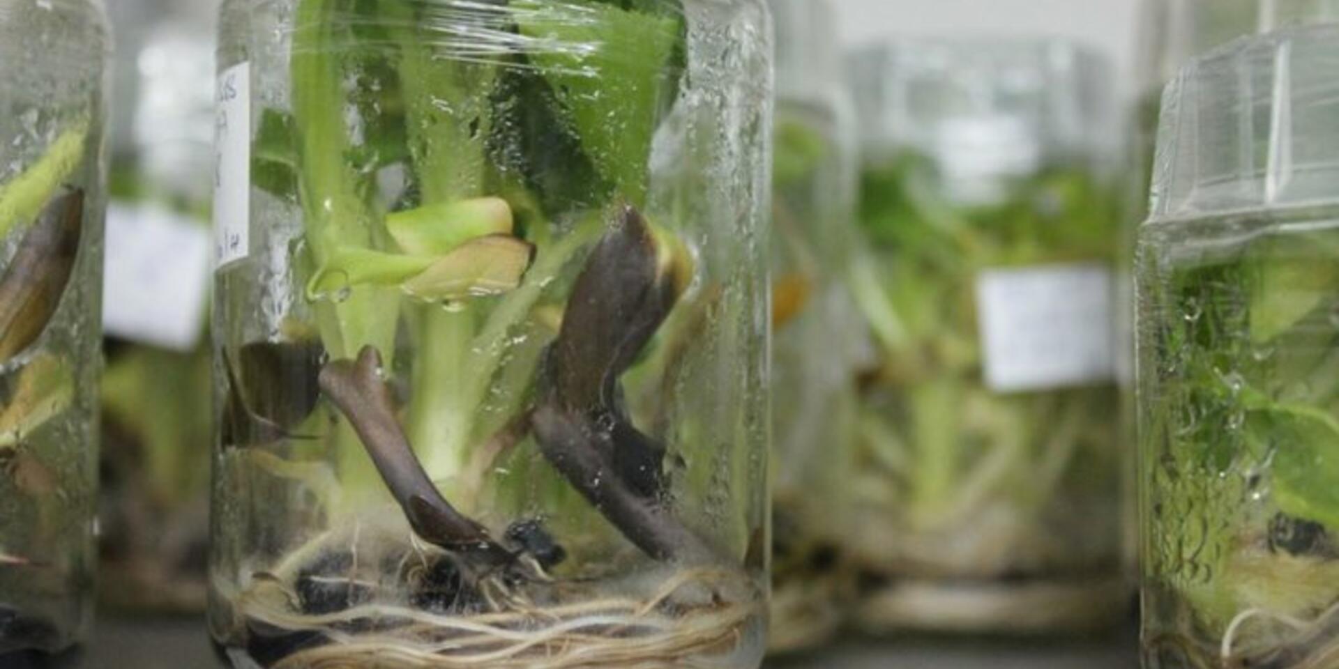 Global Blight Threatens Bananatastrophe in Mozambique