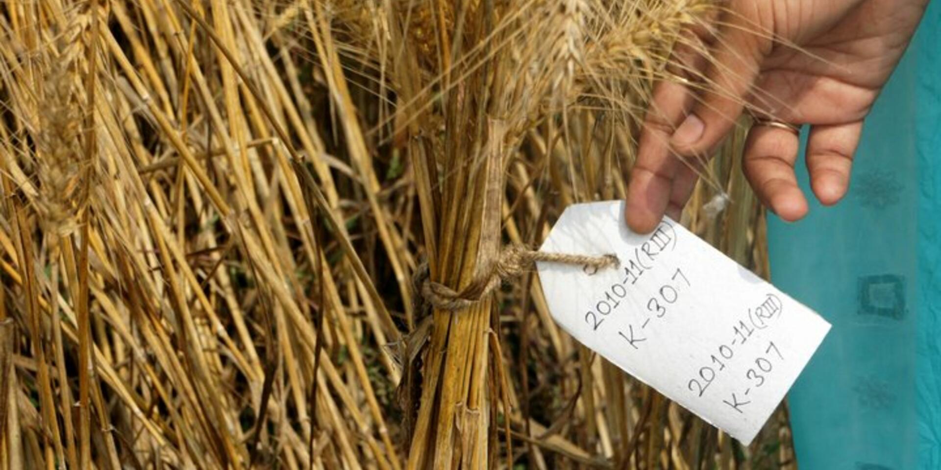 Farmer science accelerates climate adaptation