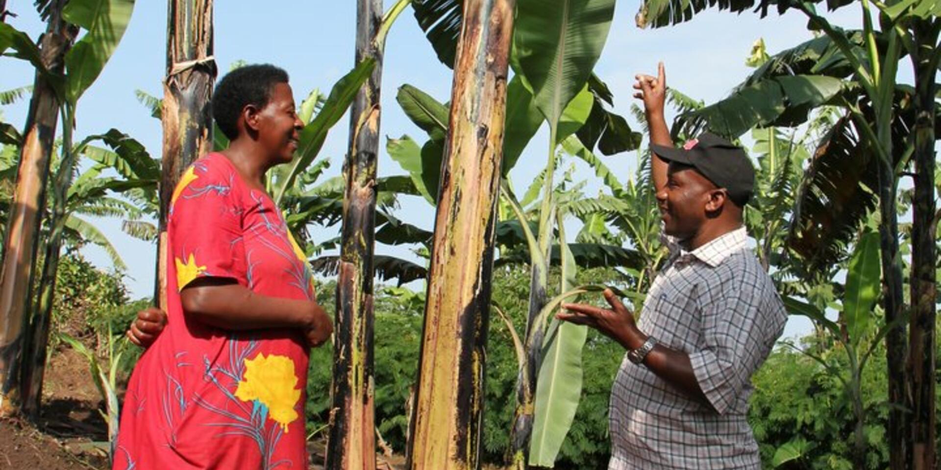 Managing banana pests and diseases in East and Central Africa