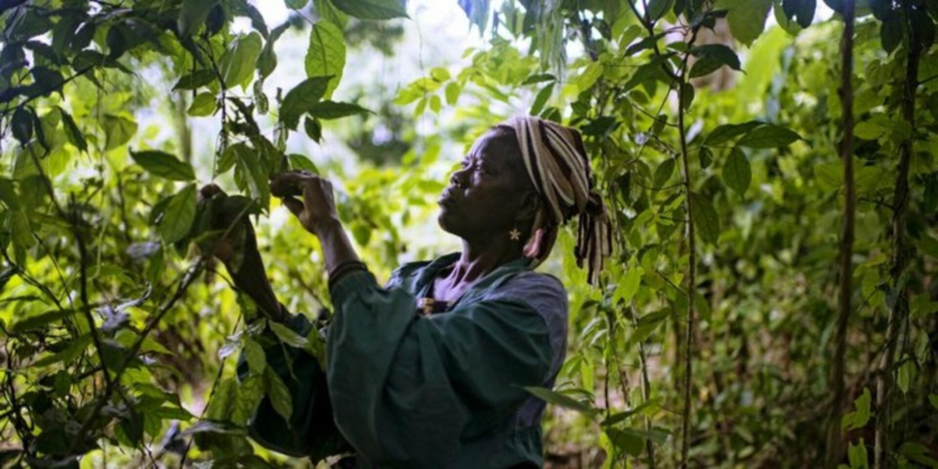 Reconciling multiple forest uses in the Congo Basin