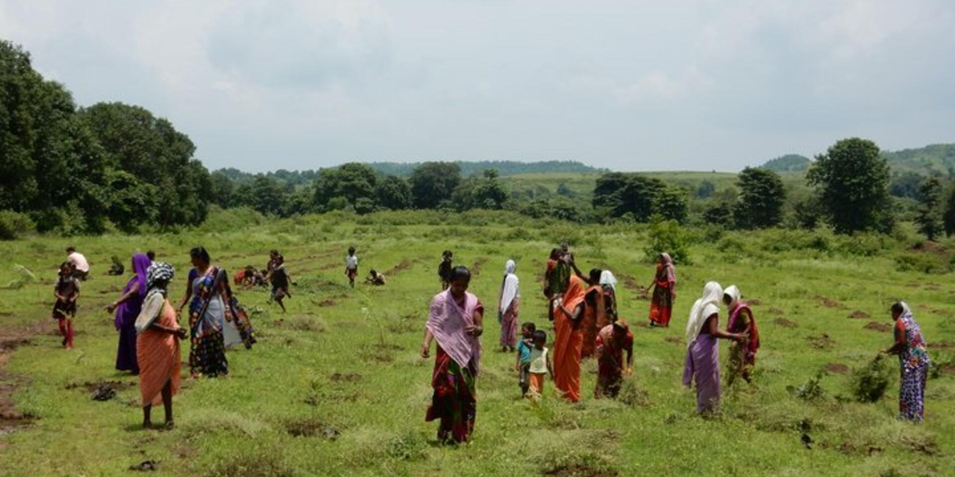 Seeds for Restoration - a global survey calls for contributions