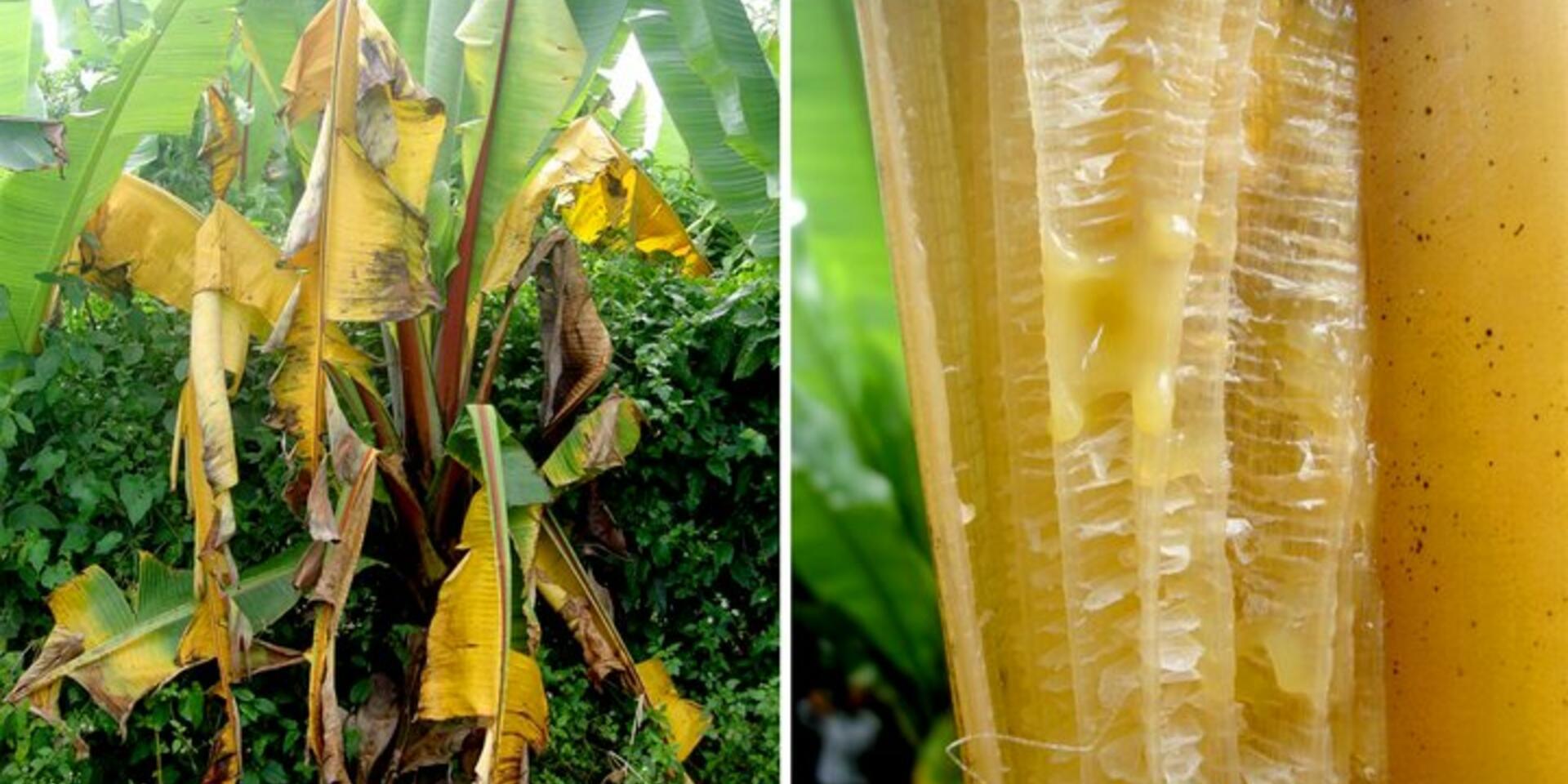 One-stop shop for knowledge on banana and enset bacterial wilt
