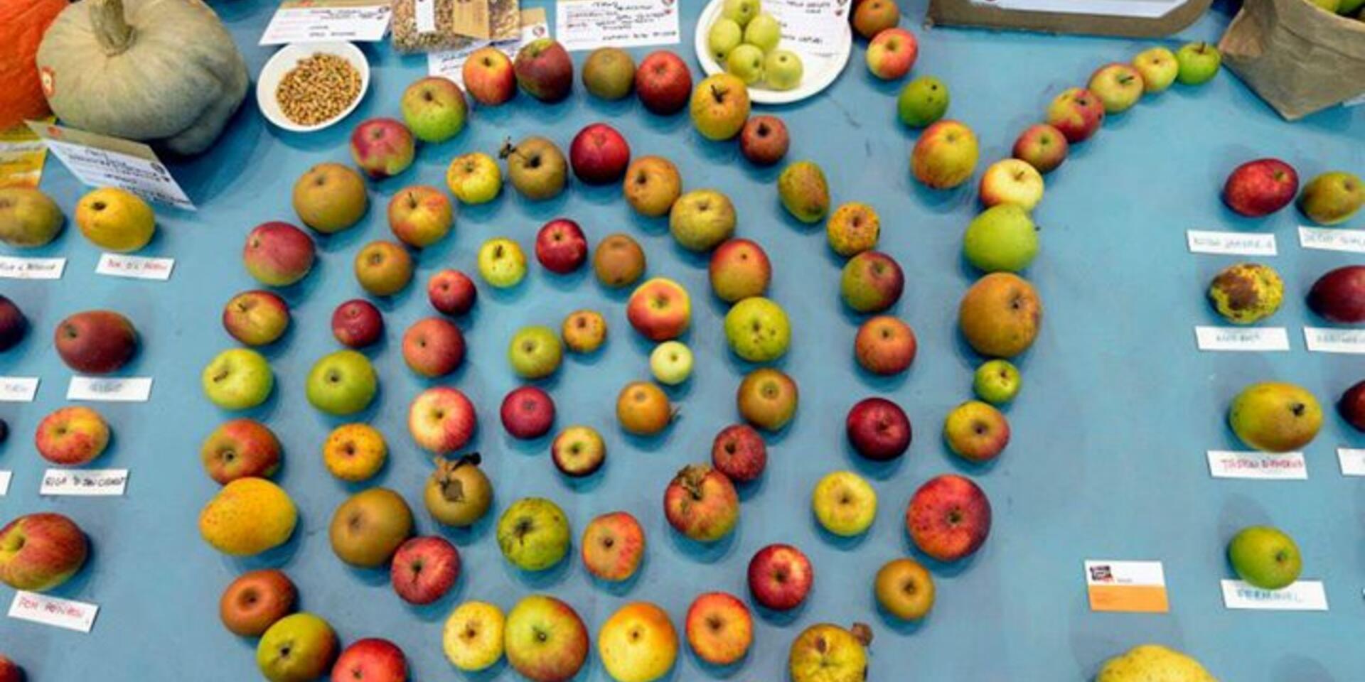 Celebrating food diversity at Terra Madre