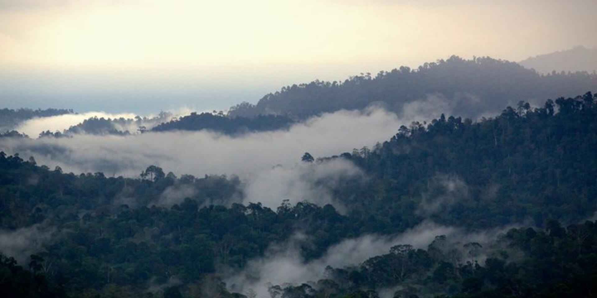 Going to the root of the problem with forest genetic resources training - Apply now
