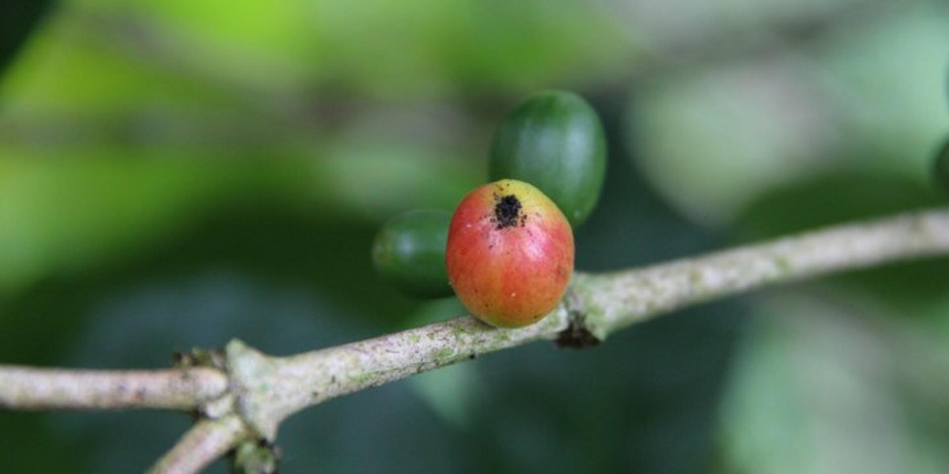 Food systems for a sustainable future &ndash; interlinkages between biodiversity and agriculture