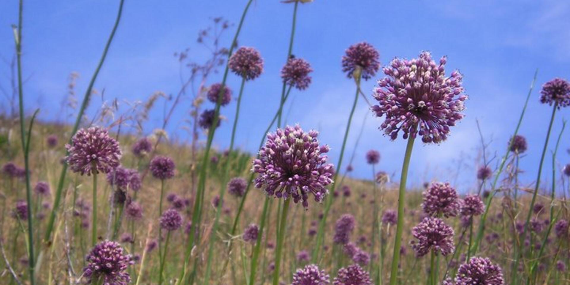 Conserving diversity: Interactive Toolkit for Crop Wild Relative Conservation Planning