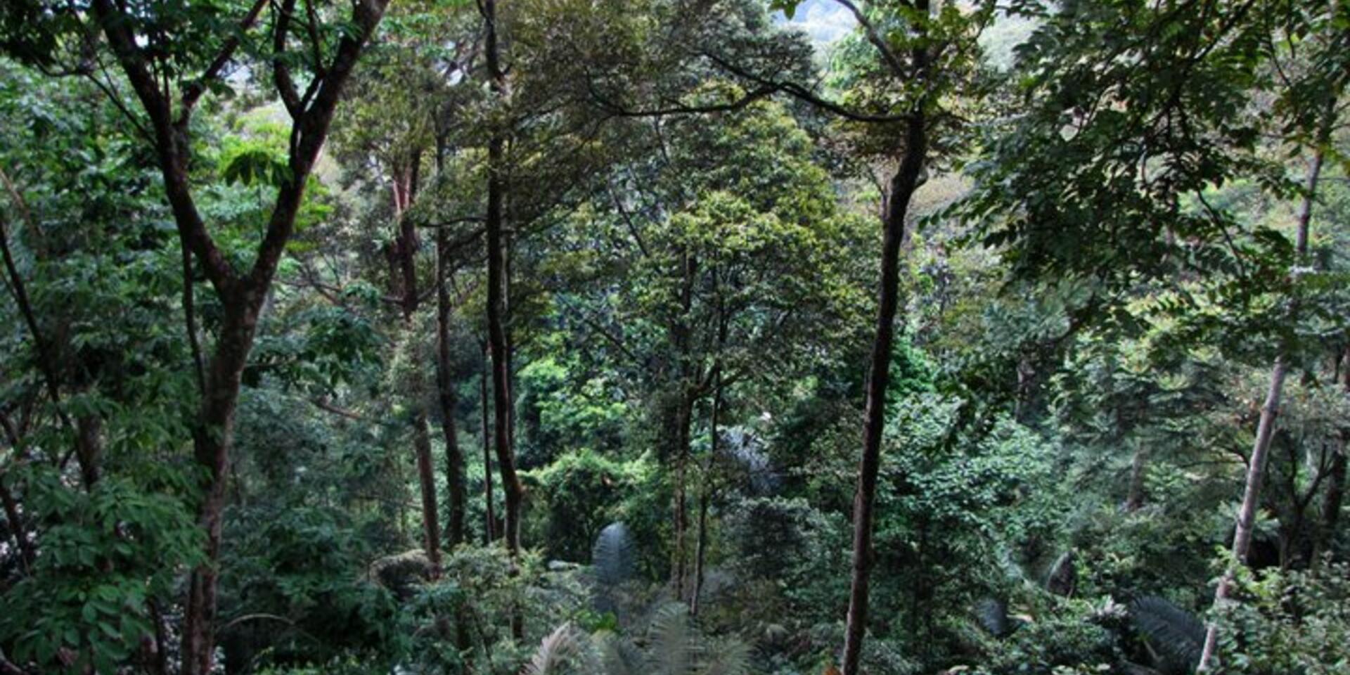To sustain timber yields in Asian forests genetic issues must be addressed