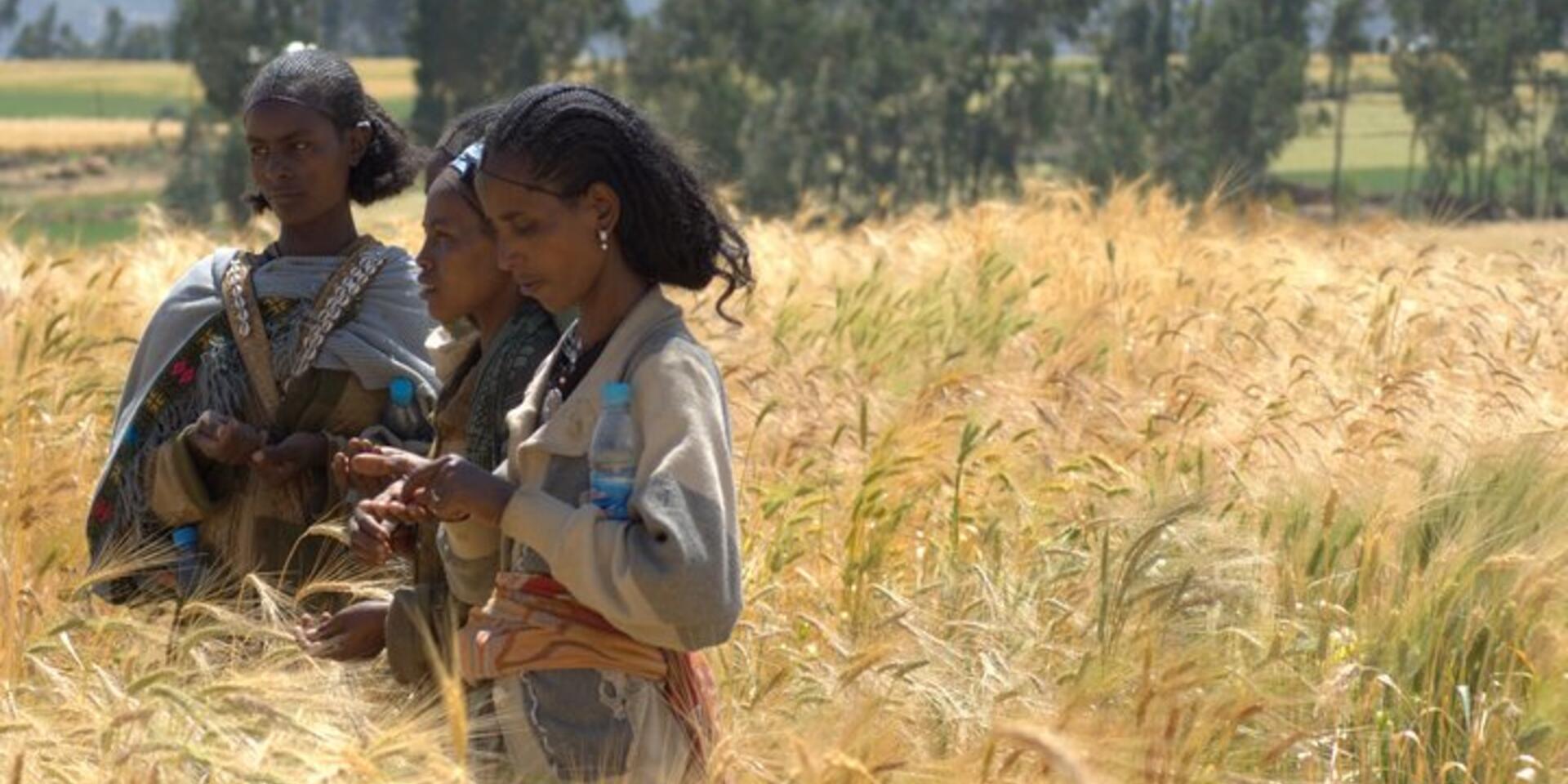 How Transformative Agrobiodiversity Innovations help advance the G7&rsquo;s agenda on agricultural development