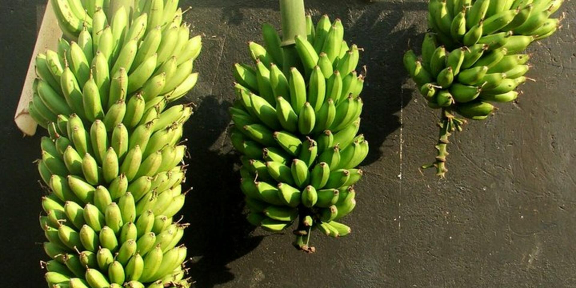 The African Great Lakes region to be the testing ground for NARITA bananas