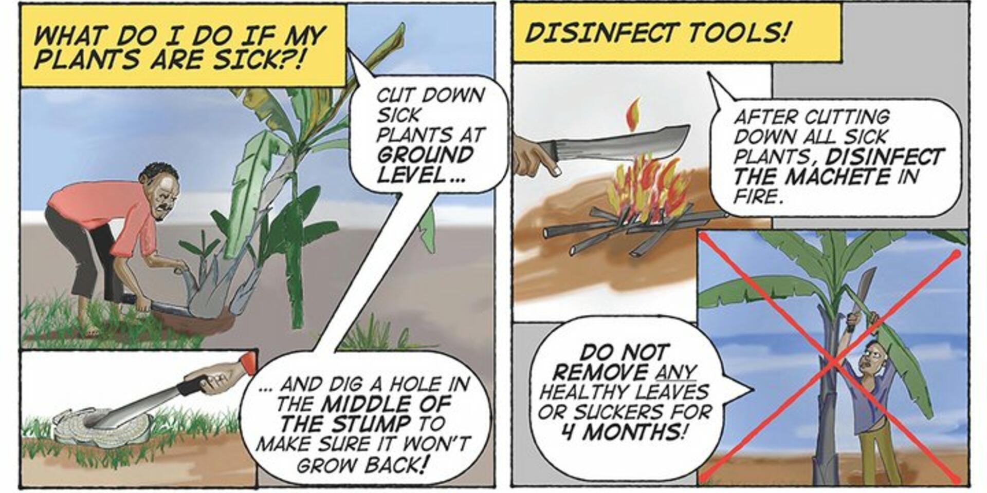 Collaboration on research and training to control banana Xanthomonas wilt in East and Central Africa