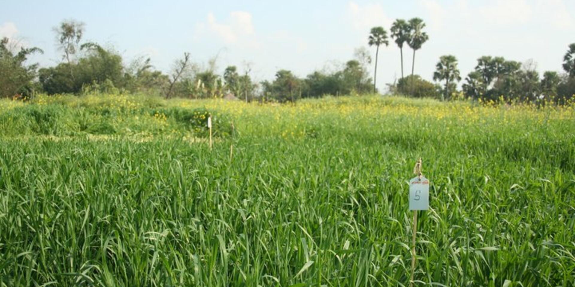 Giving farmers choices: Seeds for Needs