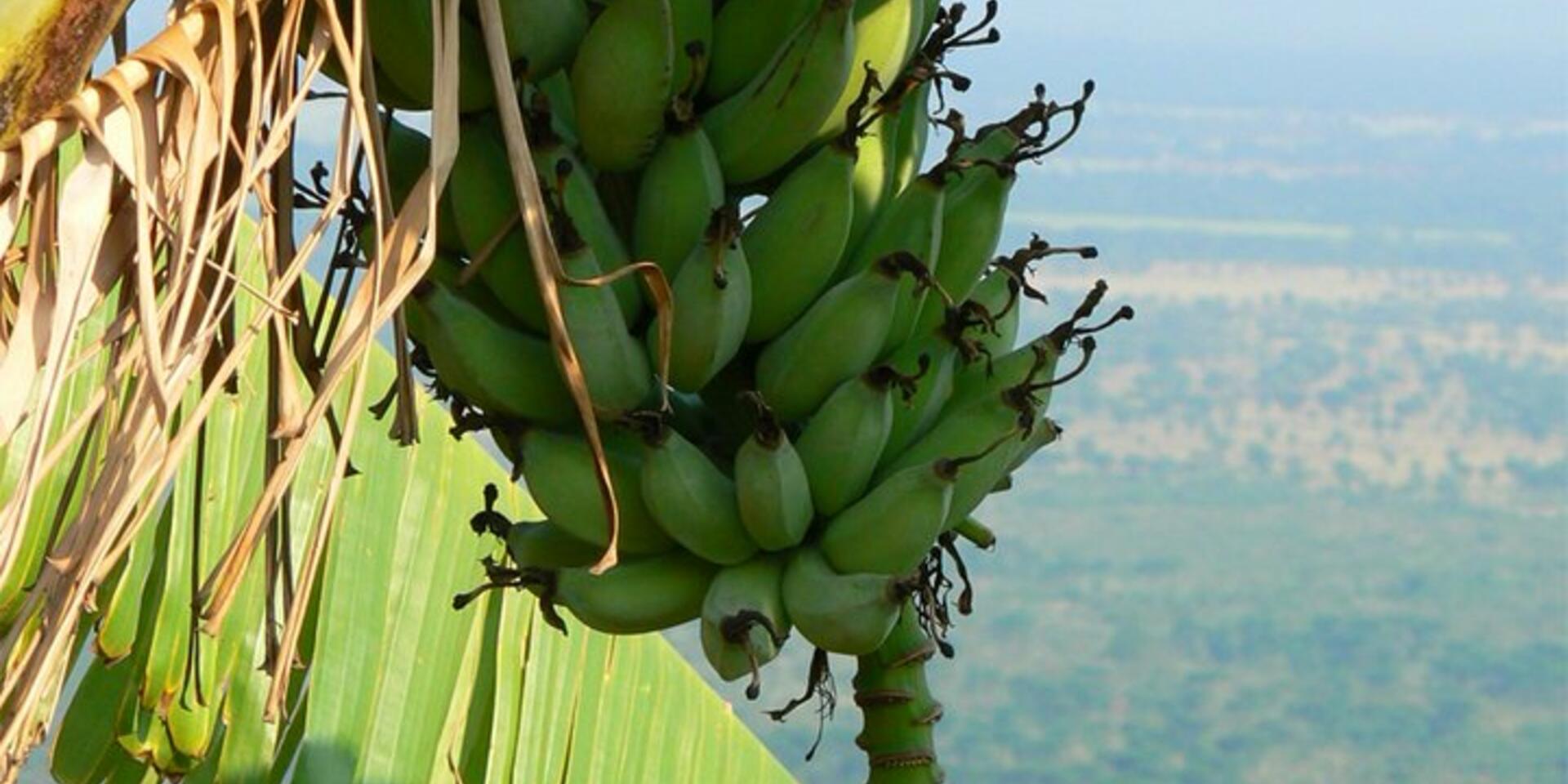 CGIAR centres and research programmes combine forces to reduce the damage of banana disease in Uganda