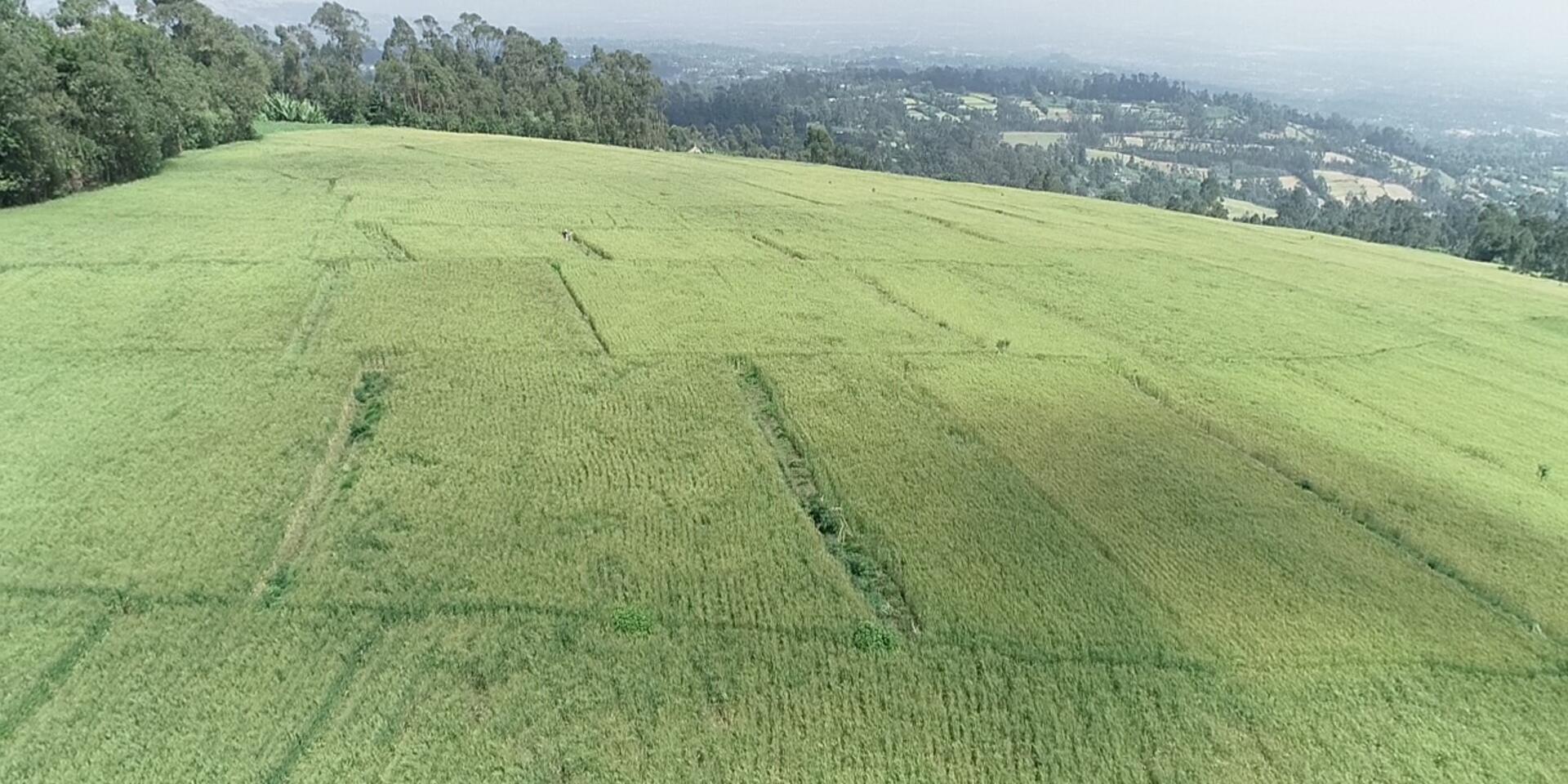Cultivating science-based solutions at scale - The pledge of the Ethiopian Extension Service on fostering the transition from blanket to tailored fertilizer recommendations for smallholder farmers - Alliance Bioversity International - CIAT
