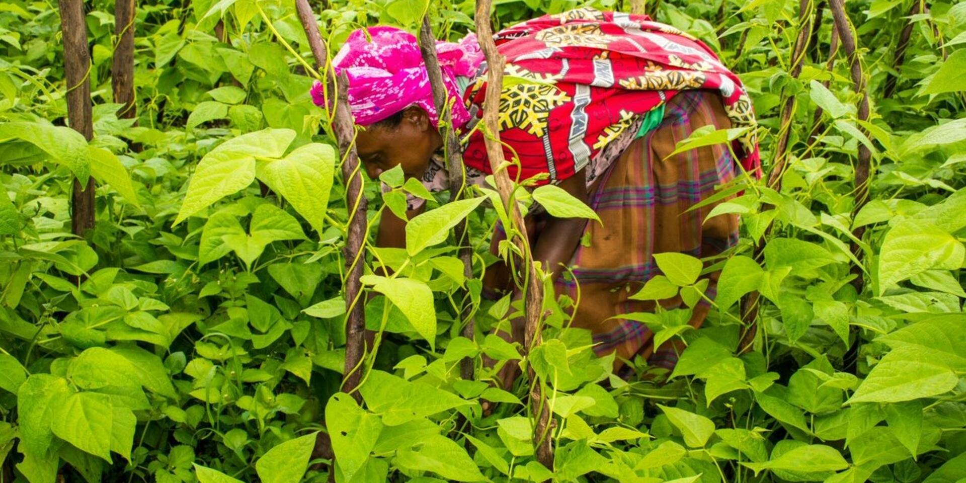 Current practices and institutional arrangements in breeding by CGIAR &ndash; NARS  - Alliance Bioversity International - CIAT