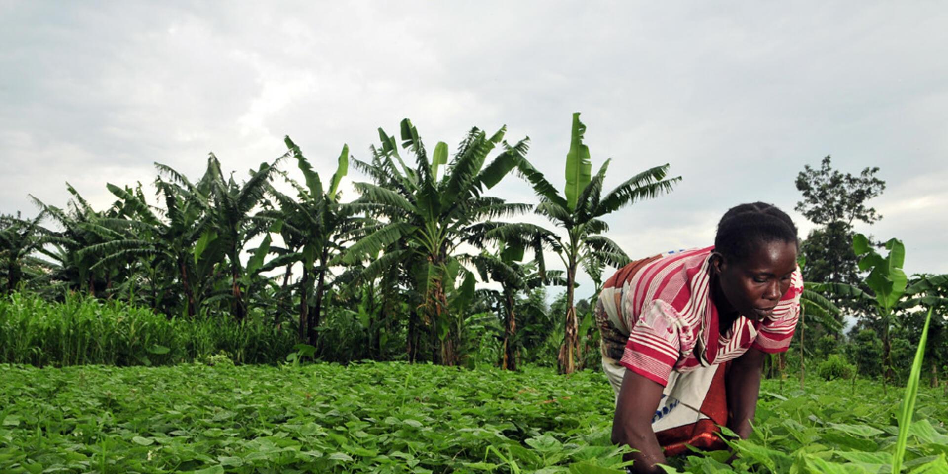 Democratic Republic of the Congo - Alliance Bioversity International - CIAT