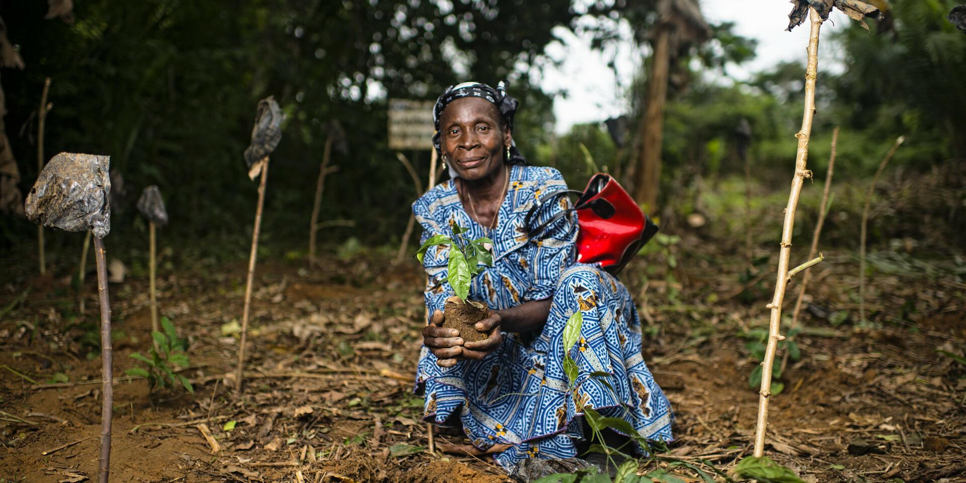 Diolo Celine plants Gnetum (okok) in the village of Minwoho, Leki&eacute;, Center Region, Cameroon
