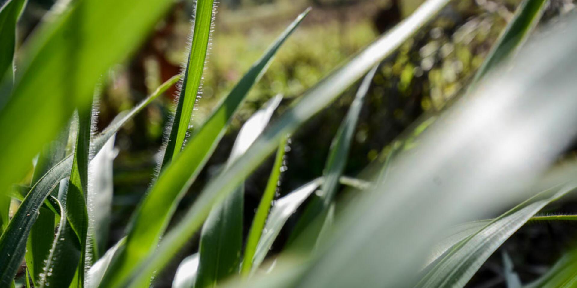 Study finds 40% more milk and tens of millions of dollars in revenue possible for African farmers adopting new drought-resistant pasture grass