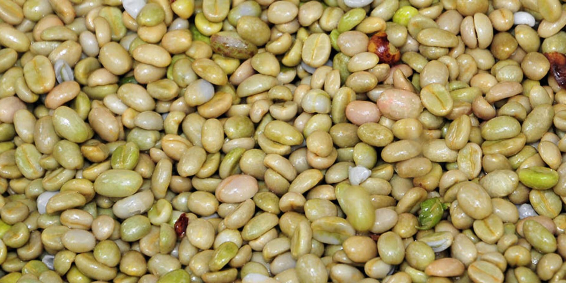 Robusta 
