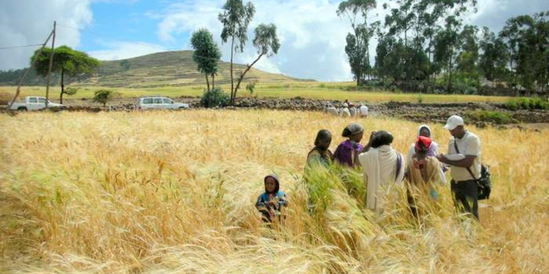 Bioversity International's scientific facts and blogs reap awards in CGIAR Development Dialogues competitions