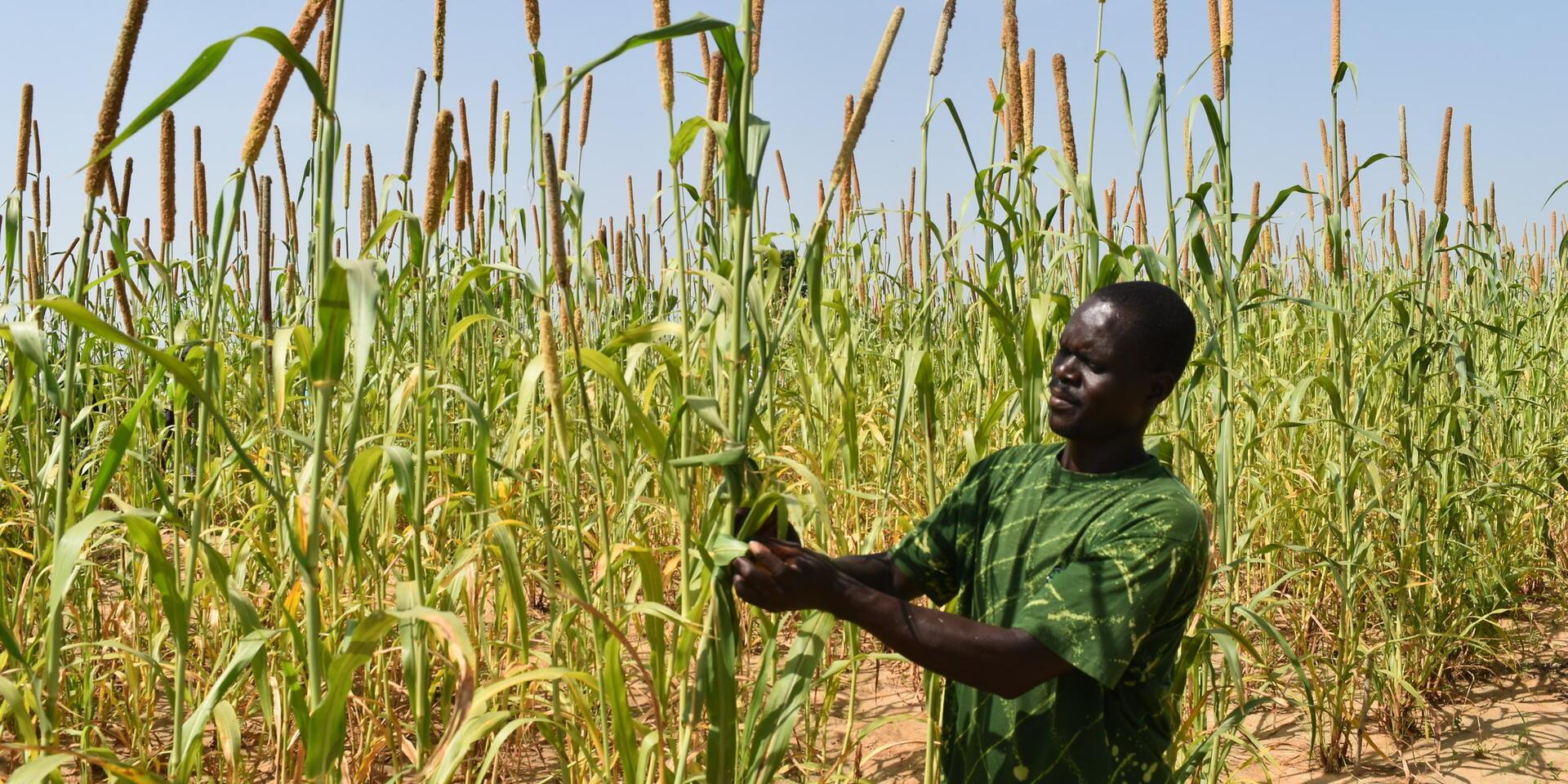 Embedded science - Bringing climate and conflict research into humanitarian planning through the CGIAR Surge Capacity Mechanism