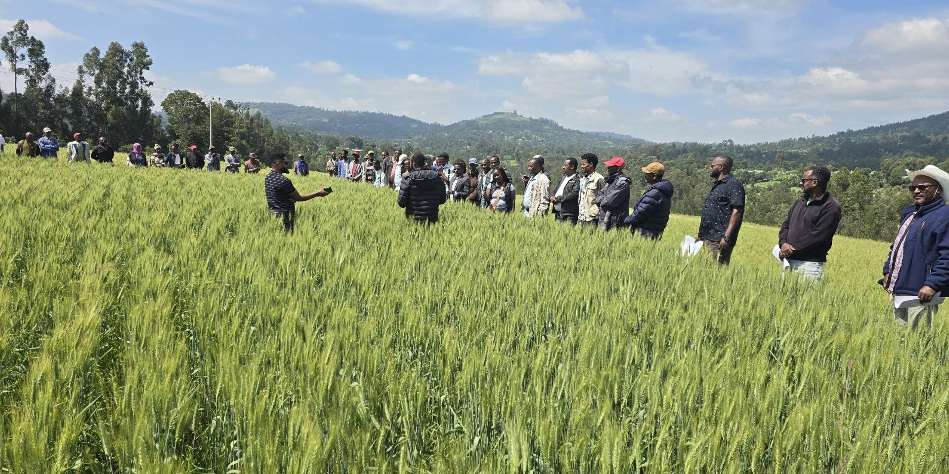 Empowering development agents as digitally enabled harmonized fertilizer and agronomic solutions (HaFAS) advisers in Ethiopia - Alliance Bioversity International - CIAT