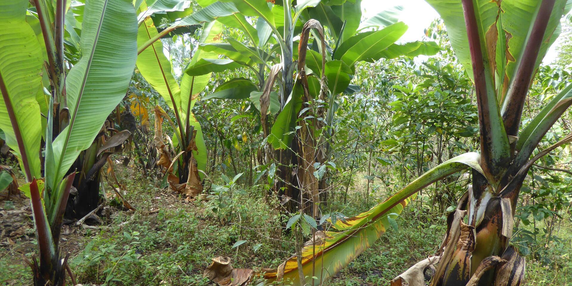 Enset root mealybugs-threat to bananas-Alliance Bioversity International - CIAT