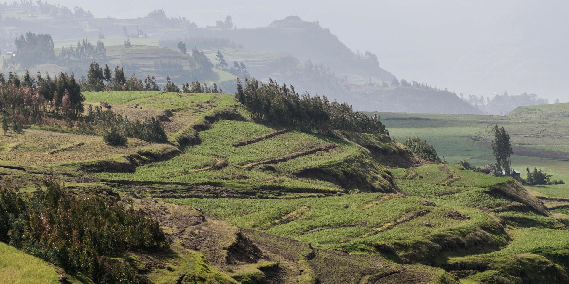 Experience sharing in landscape restoration research in Higher Learning Institutions (HLIs) in Ethiopia  - Alliance Bioversity International - CIAT