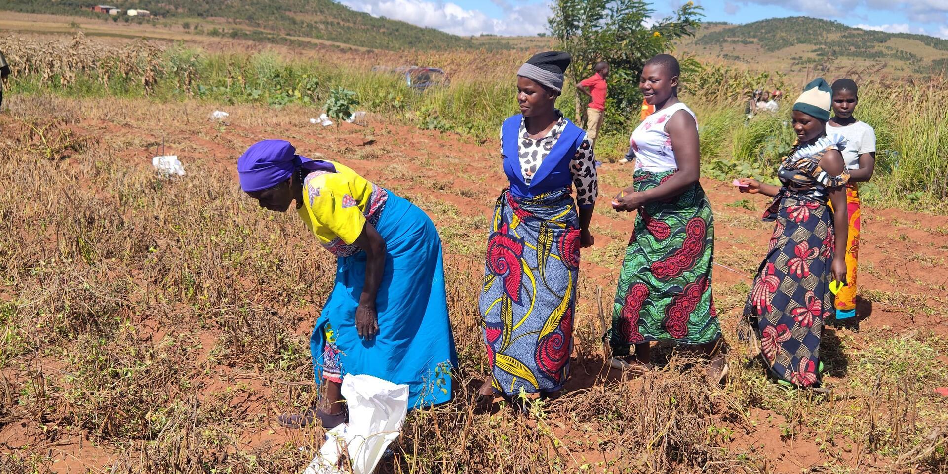 Farmers take lead in shaping Malawi's next generation of bean varieties - Alliance Bioversity International - CIAT