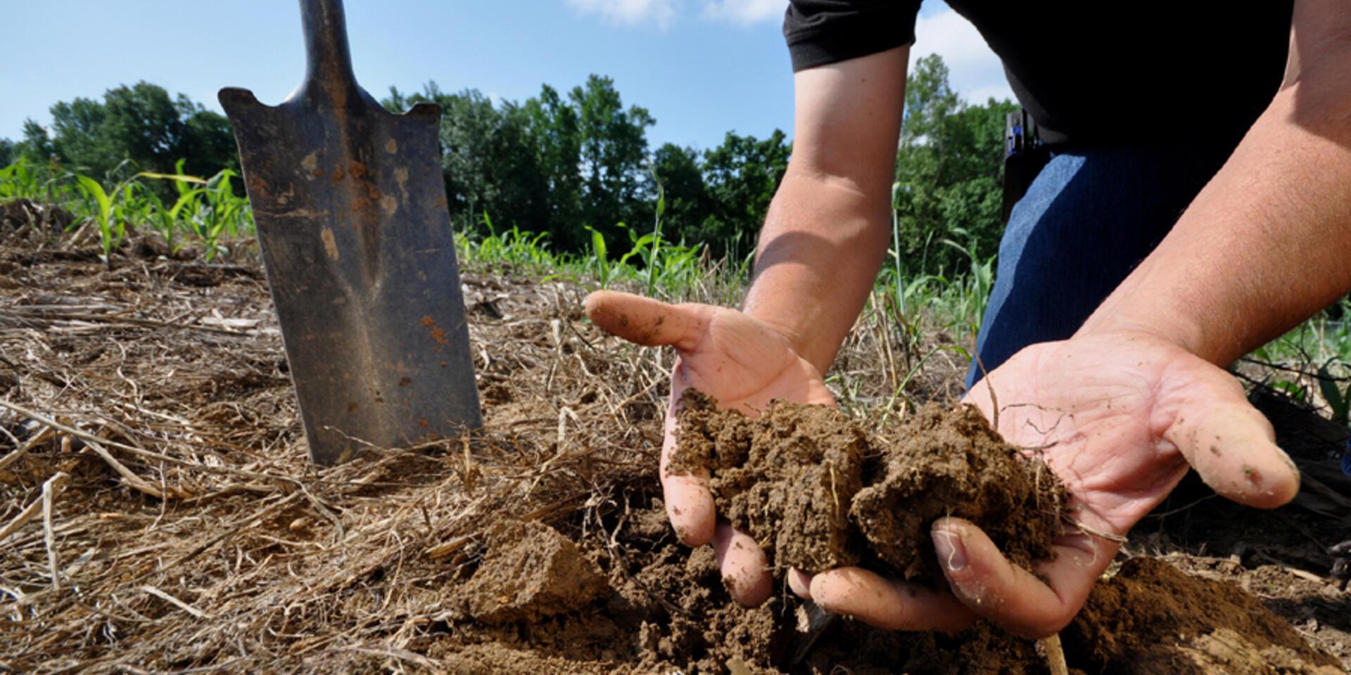 Conservation agriculture: enhancing soil fauna richness and abundance in low-input systems: Examples from Kenya