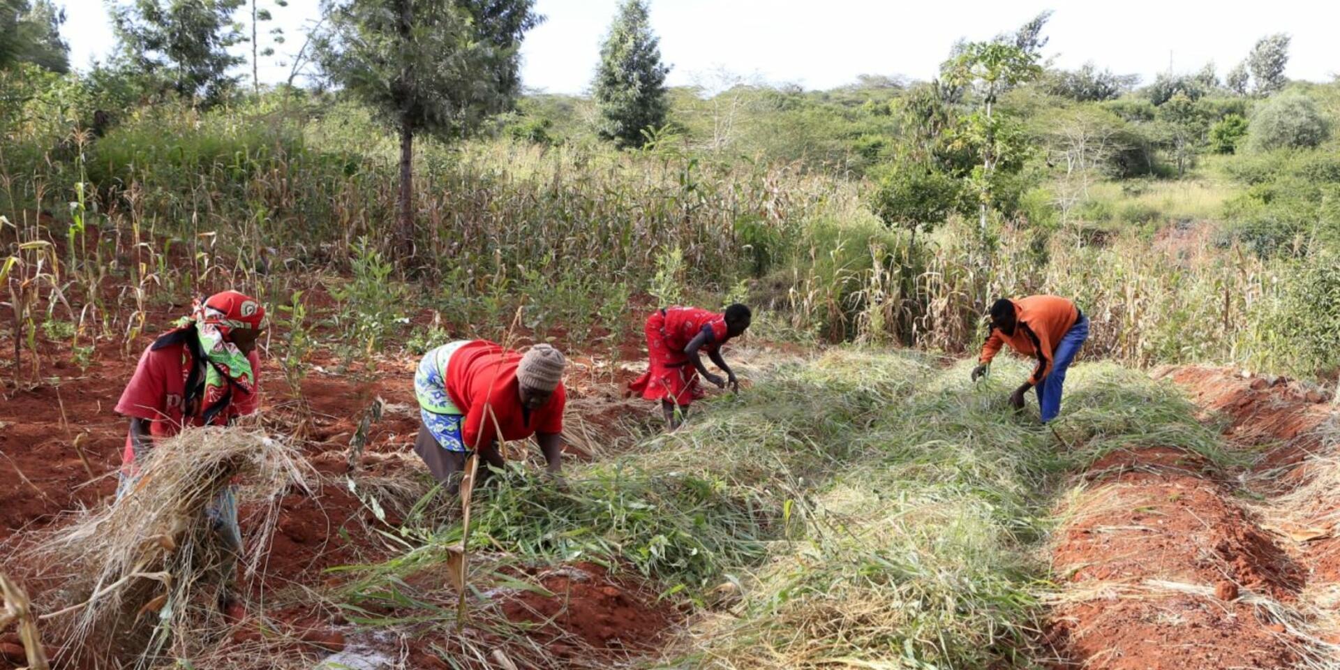 Food forests are connecting vulnerable consumers and organic farmers in Kenya - Alliance Bioversity International - CIAT