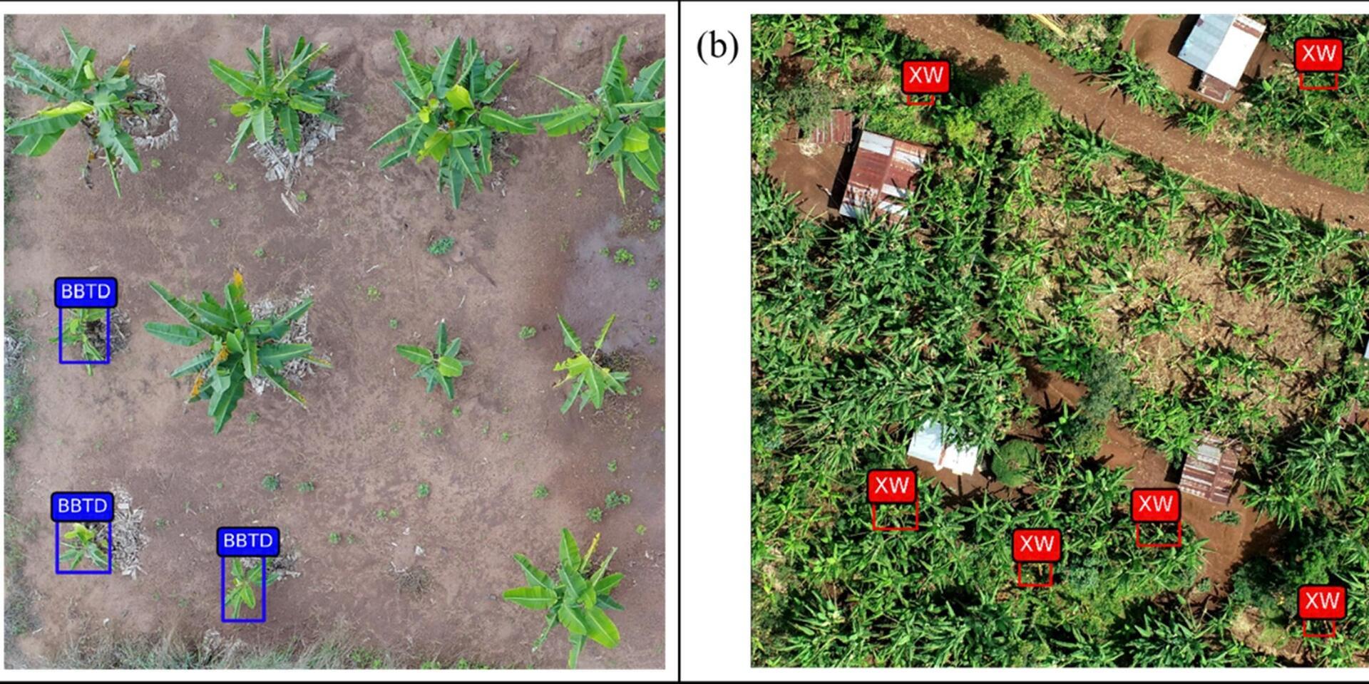 These images show aerial images used to detect banana bunchy top disease (blue boxes) and Xanthomonas Wilt of Banana (red boxes). Credit: Selvaraj et al.
