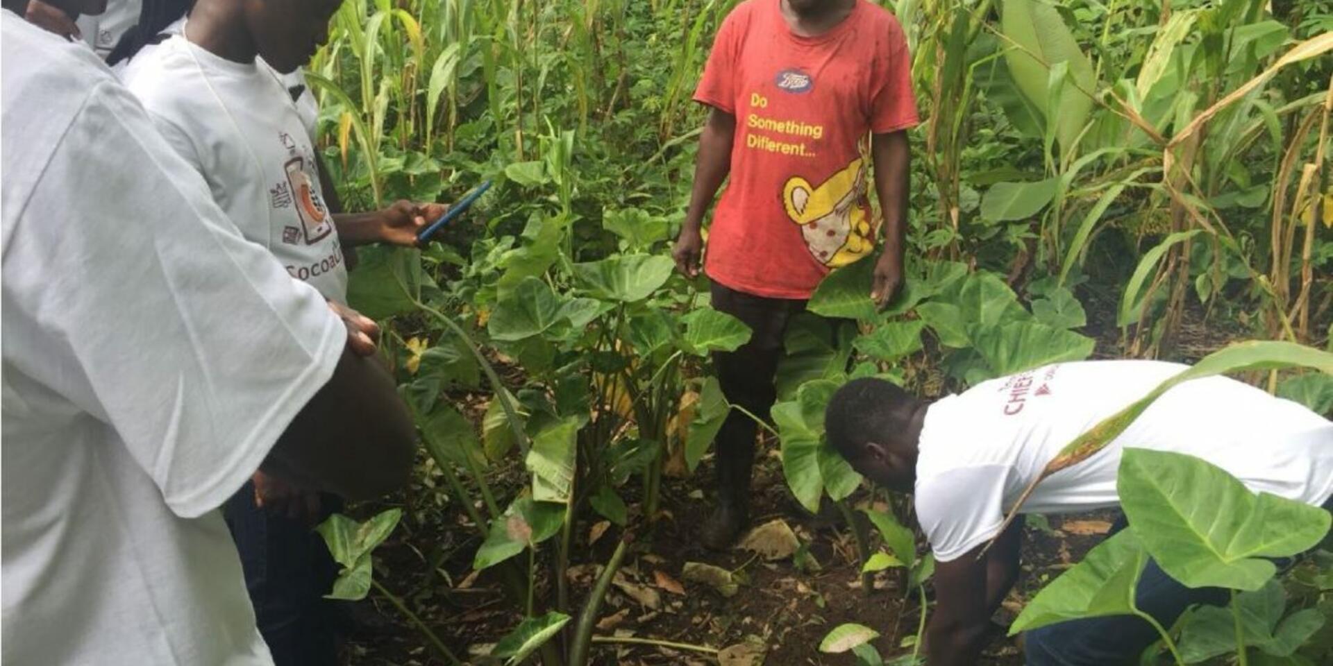 Preparing Ghanaian cocoa farmers for changing climate conditions