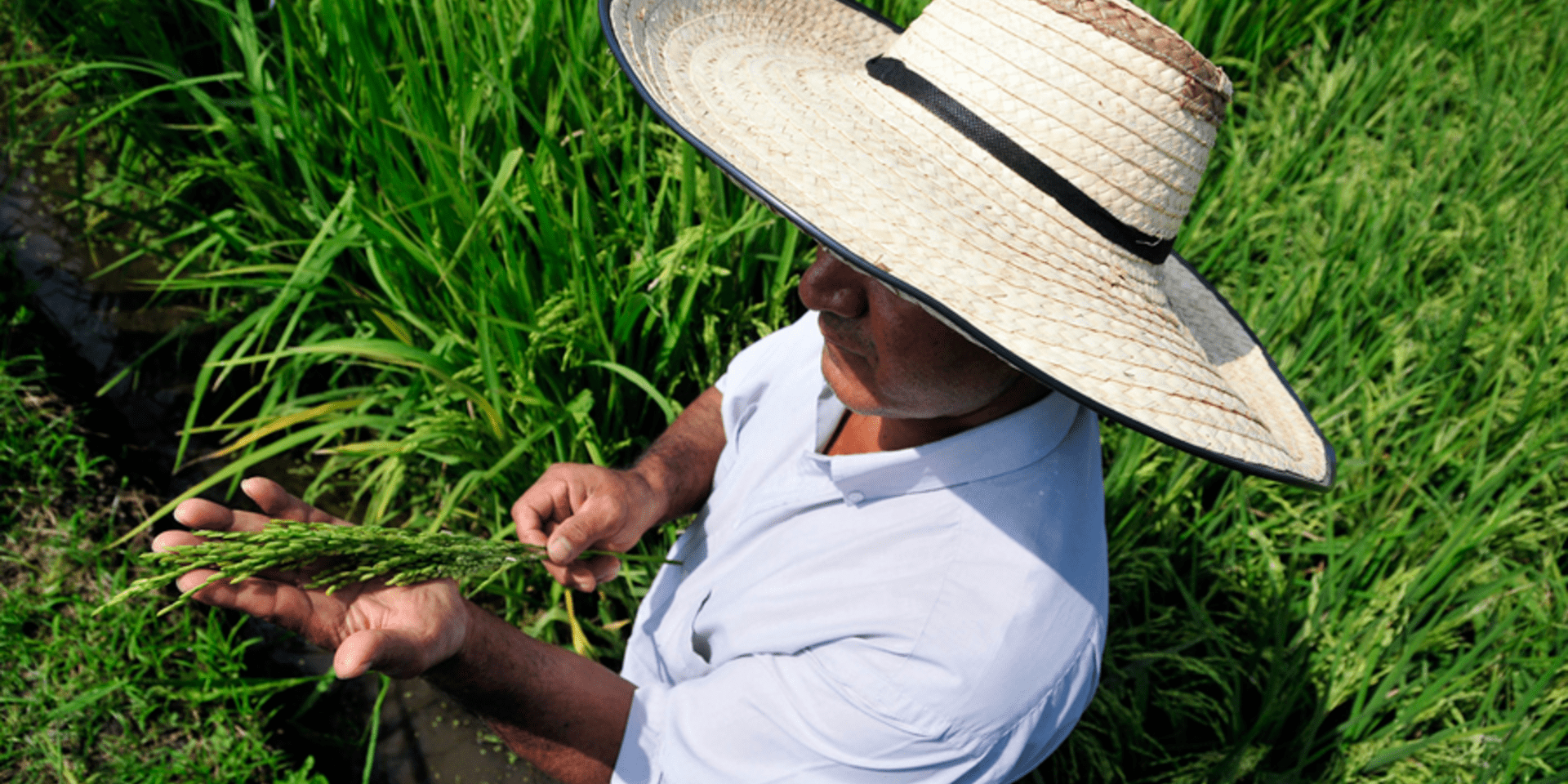 Arroceros colombianos aprovechan el Big Data para enfrentar la variabilidad clim&aacute;tica