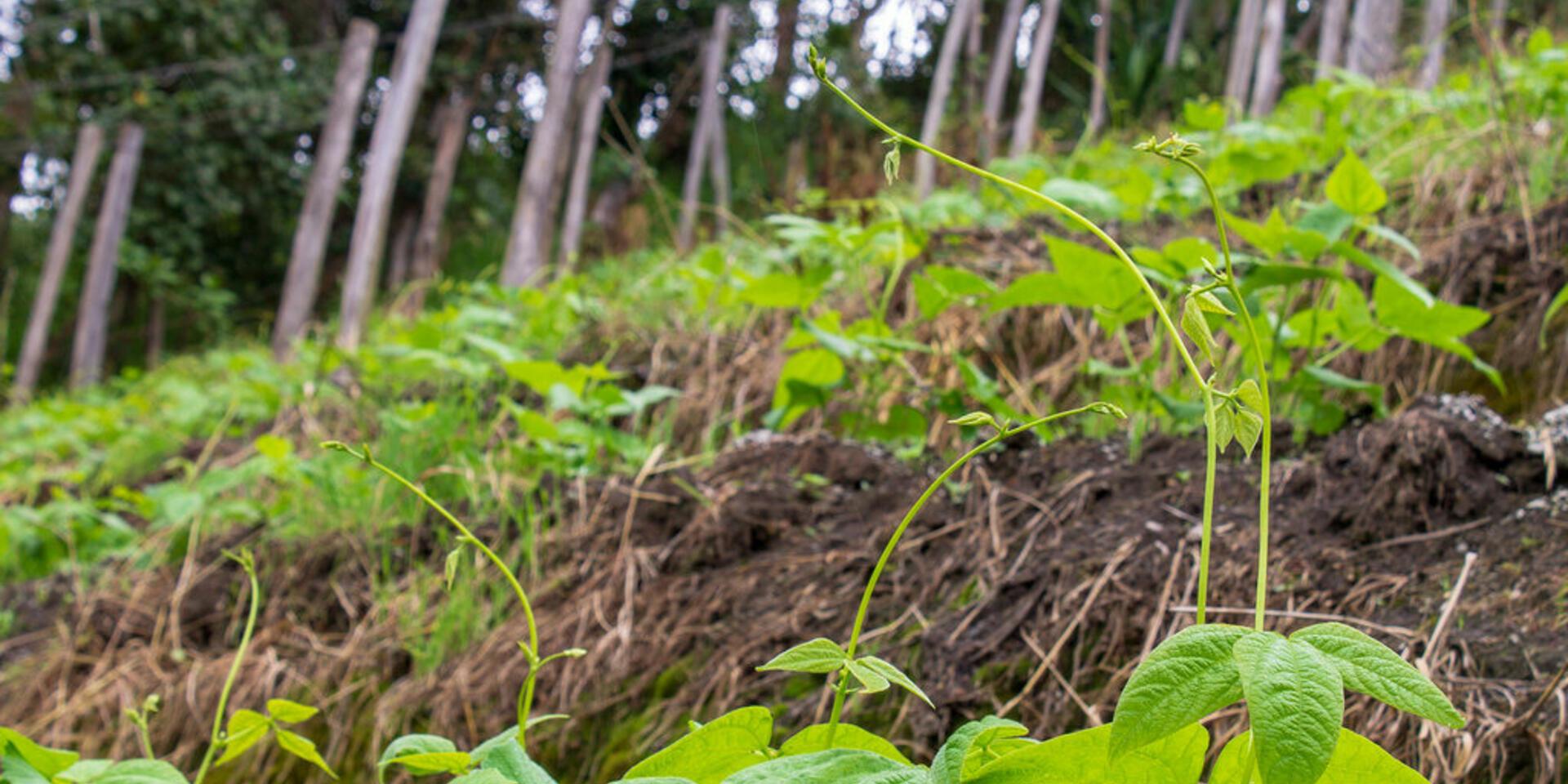 Lanzan al mercado de Colombia primer fr&iacute;jol voluble biofortificado, apto para sembrar en zona de cordillera