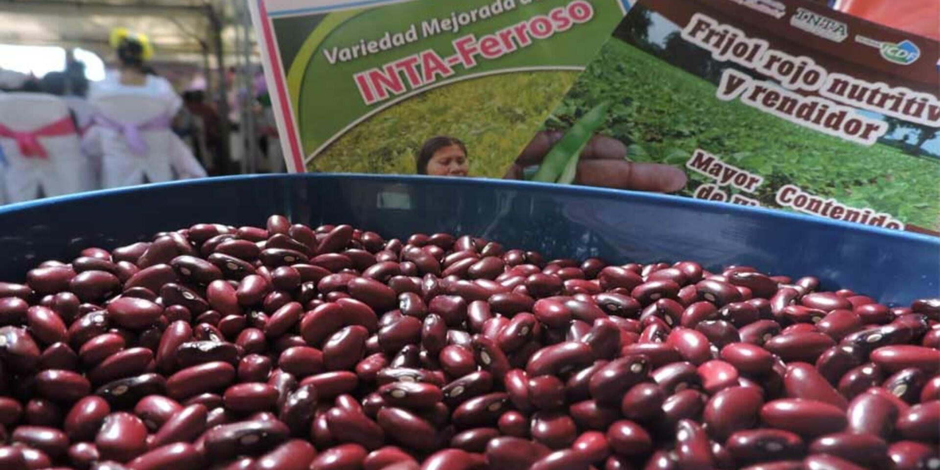 SMR88: La nueva variedad de fr&iacute;jol liberada en Nicaragua