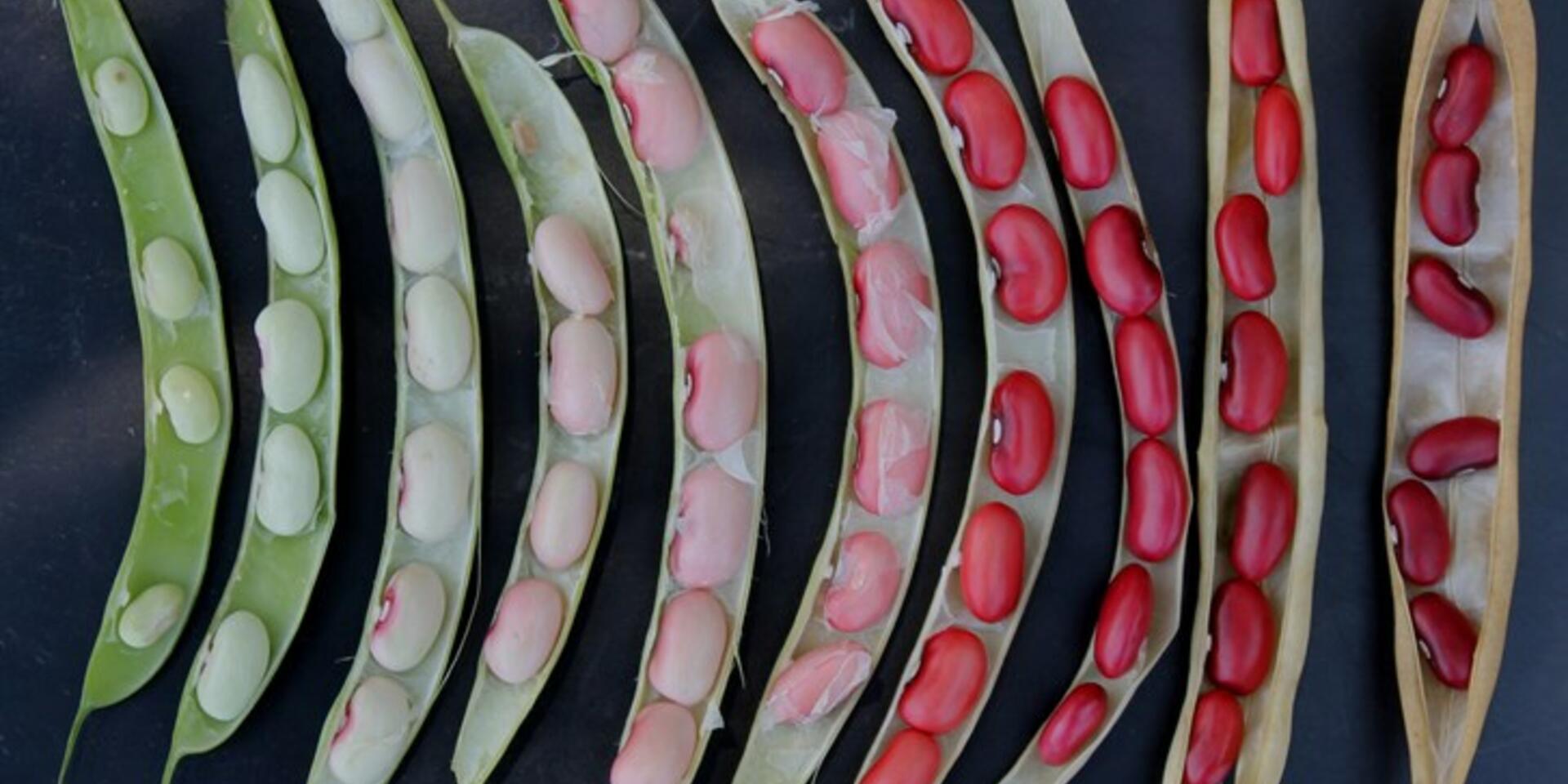 Nueva variedad de fr&iacute;jol m&aacute;s nutritivo entra al mercado del Caribe colombiano