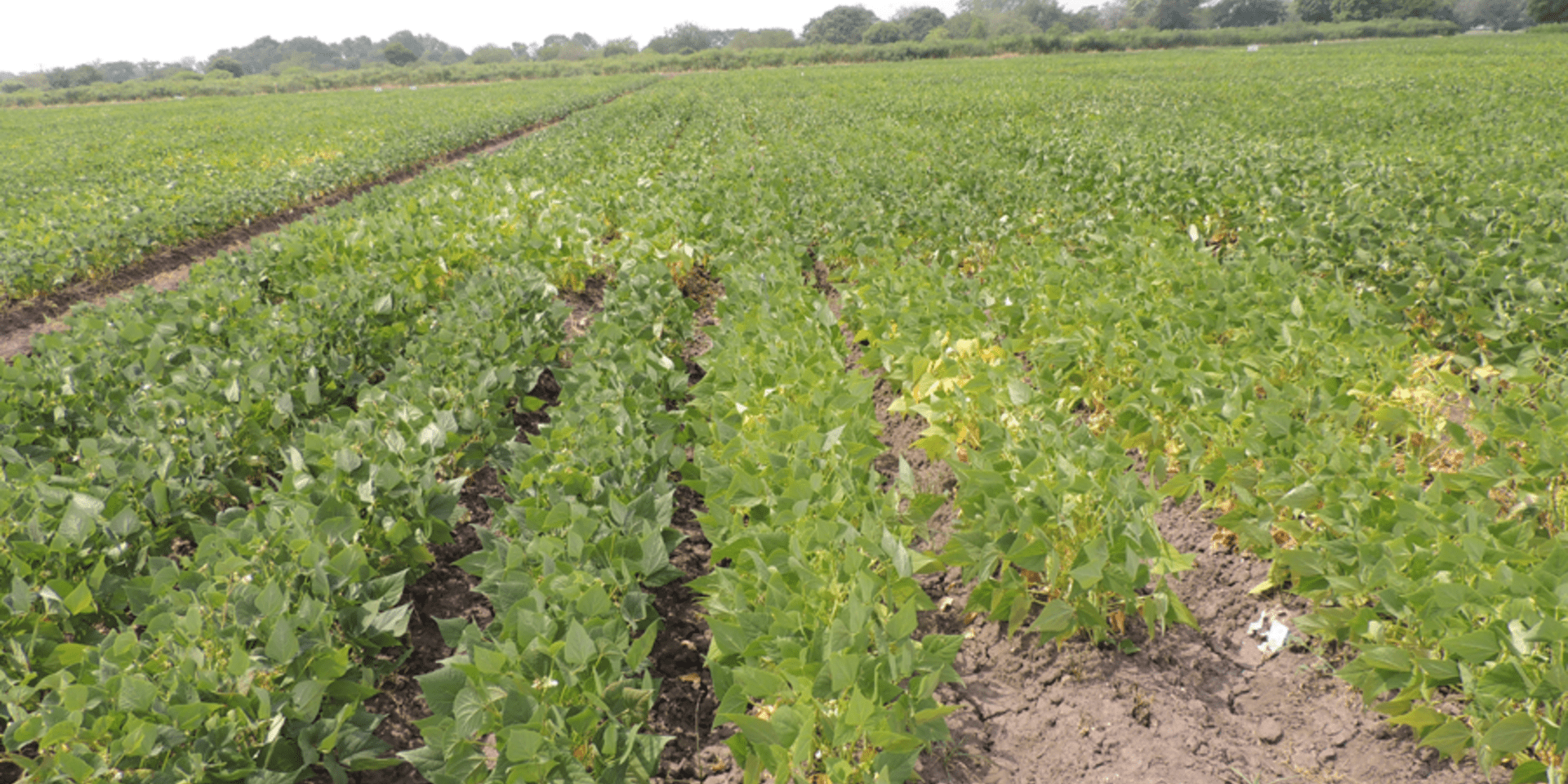 Ocho l&iacute;neas de fr&iacute;jol con la combinaci&oacute;n perfecta: resistencia a sequ&iacute;a y alta producci&oacute;n de grano