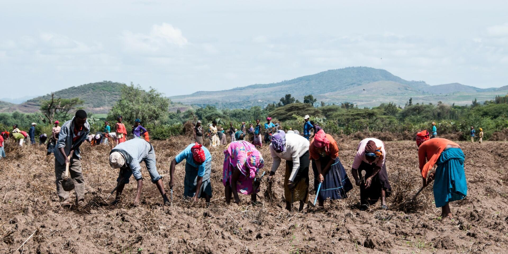 From carbon-market ambition to smallholder benefits in Ethiopia
