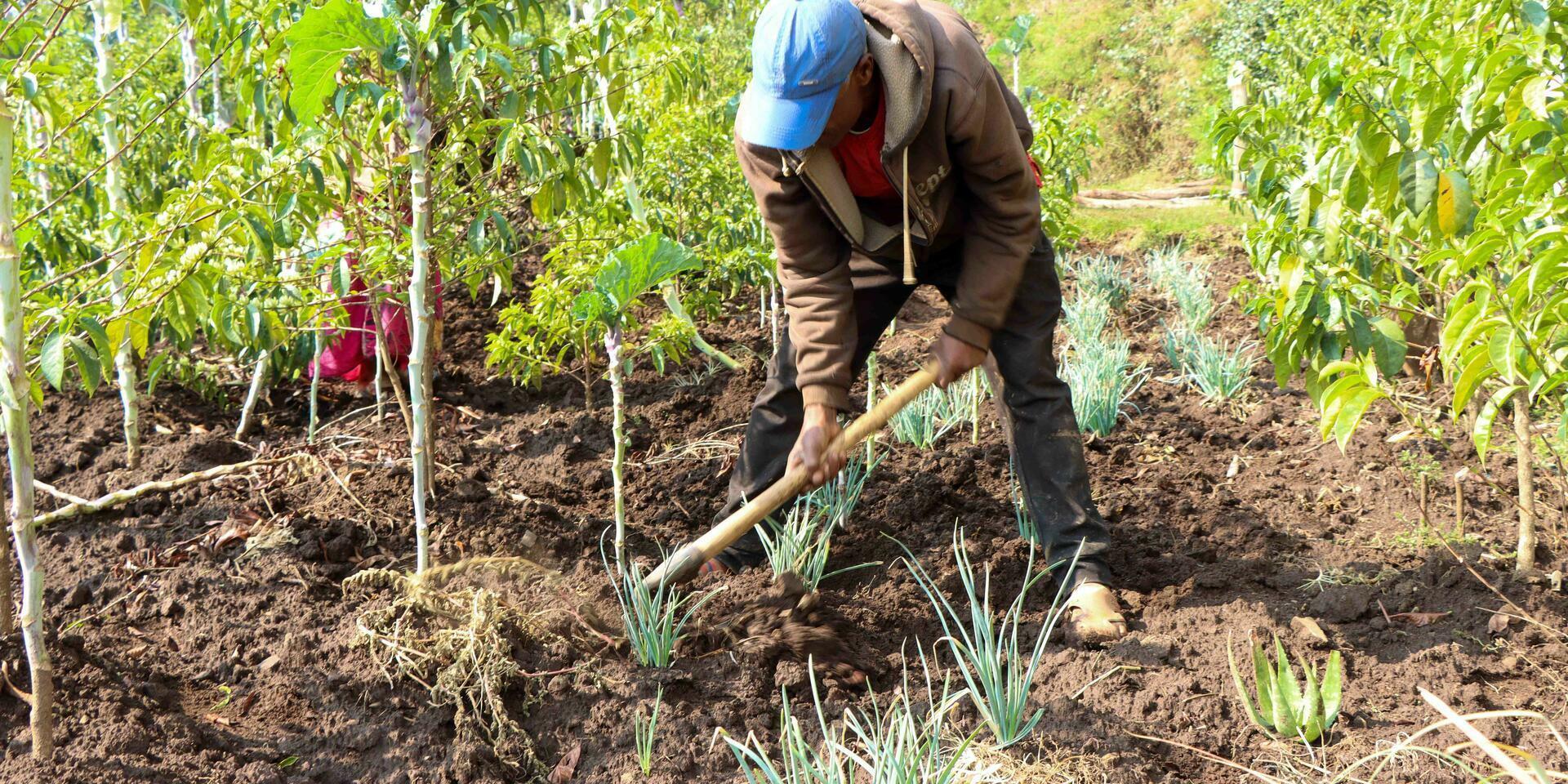 From local roots to a global story Agrobiodiversity photo contest draws stories from more than 30 countries